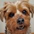 chyea0hdoCQ-channel-avatar-K9 Clipz - Dog Grooming tips