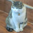 @my_small_cat