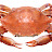 Crab 🦀