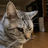 jwsYGTLQbzk-channel-avatar-Cima-Hobby Channel