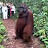orangutans are nice :D