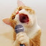 bWedQ9aguO8-channel-avatar-Pets Home