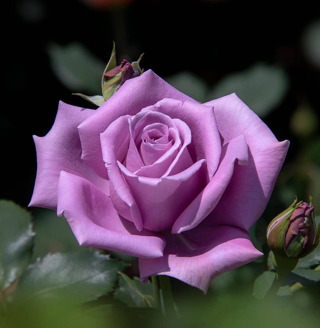 ( ′～‵)ŧ‹”ŧ‹”ŧ‹”ŧ‹” 薔薇紫　240×90 120×160 YouTube