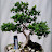 BONSAI THAIYO