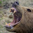 Scary Bear Attacks
