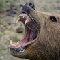 Scary Bear Attacks