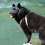 Balto the Schipperke logo