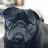 @oddiethepug2355