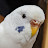 @piyomaru_parakeet