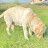 @kalabhairavapets Avatar