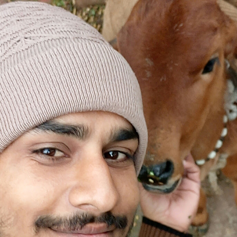 Goswamigir cow dairy farm