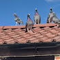 john berry racing pigeons - @jbcompservices - Youtube