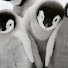 8B9bh2bl8Wg-channel-avatar-Penguin boy