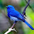@lovekuni Avatar