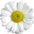 YFRcLtd2BXg-channel-avatar-Flower World 