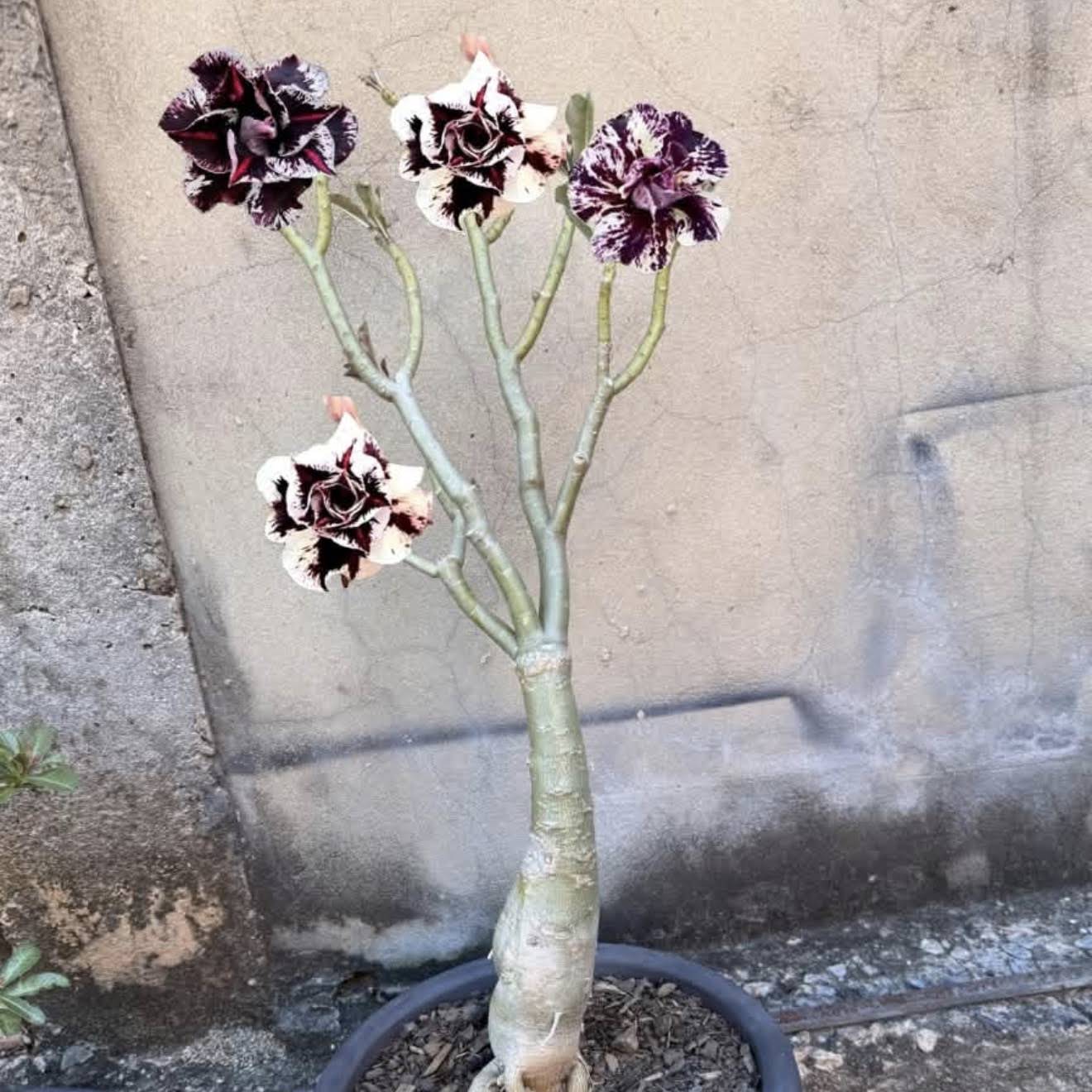 ※まみむー※DAC Plant Delivery YouTube