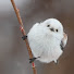_pLAMIg4IwU-channel-avatar-鳥です