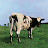 @apathei.a's avatar