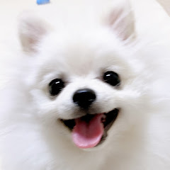 ポメラニアンのペコアイコン画像