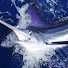hHUVDe9NBCo-channel-avatar-NEPTUNE FISHING 