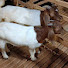 GsJgGp2YLtY-channel-avatar-Trại Dê Thanh Bình
