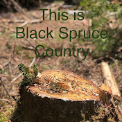 Black Spruce Country