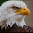 JwSI1iVvTrI-channel-avatar-Ahmed the eagle