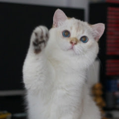 库巴二世 アイコン画像