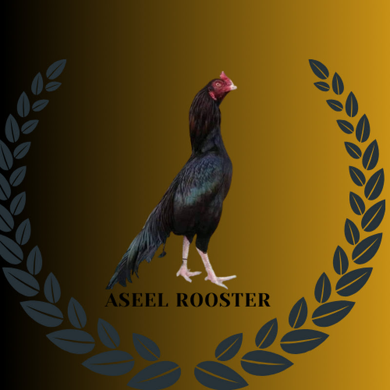 Aseel Murga Quality & Fight