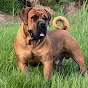 Spartan Boerboels