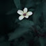 WhK7xA-kCFE-channel-avatar-felicityshadow