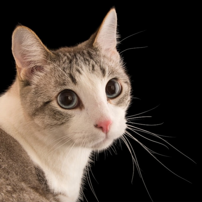Caat Ai Fact