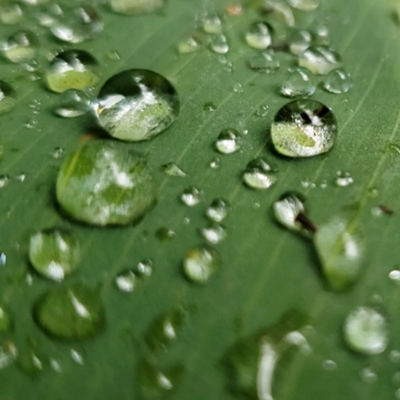 Leaf of Life en Español