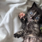 The_Tortie_Cat_and_Friends
