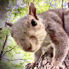 SquirrelNest Live Avatar