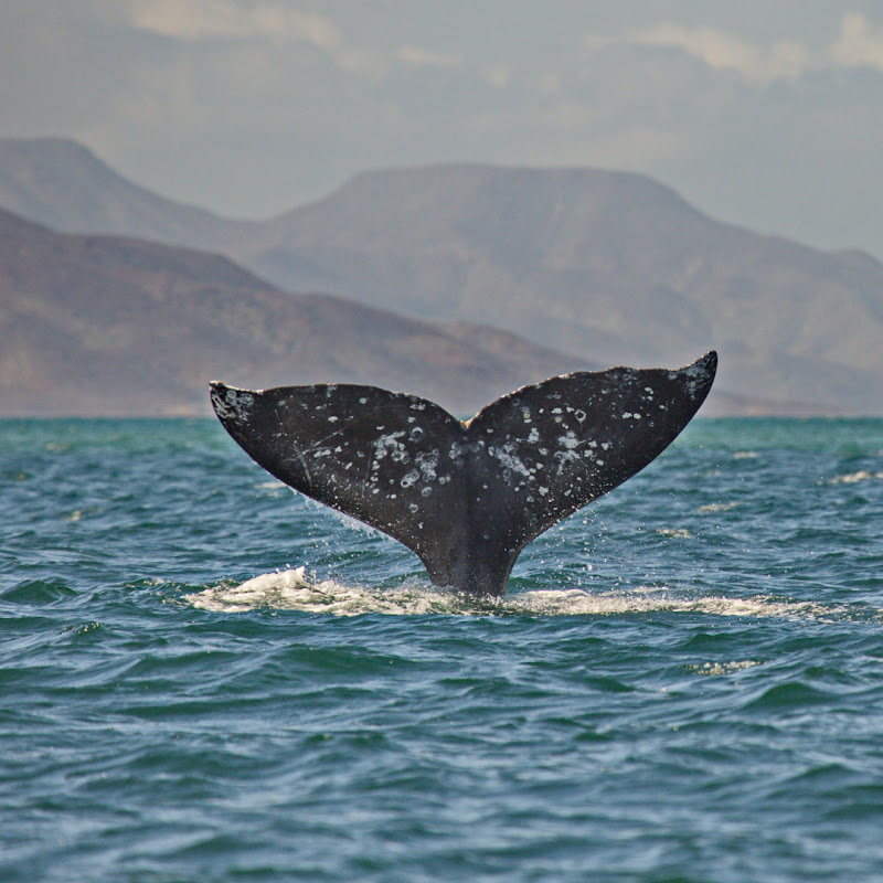 Eco Migrations | Camping in Baja: Sea Kayaking, Whale Whatching and Scuba Diving