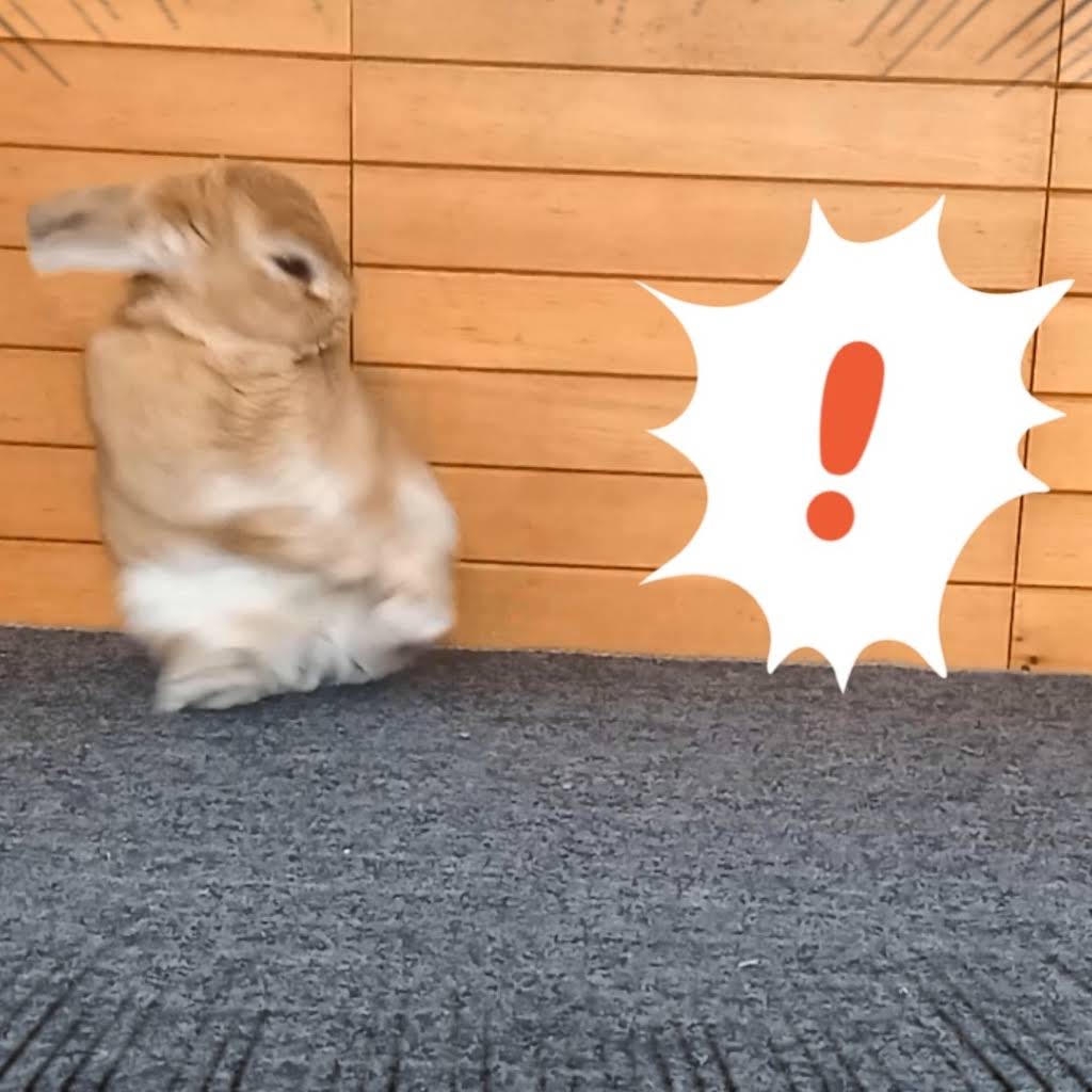 Post from うさぎカフェ - YouTube