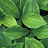 @maynardewm's avatar