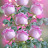 @sujeendranathsajeevan1951's avatar