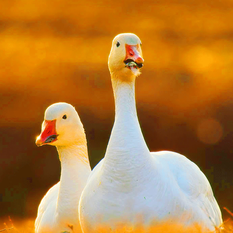 光仔萌兽日记 Logo