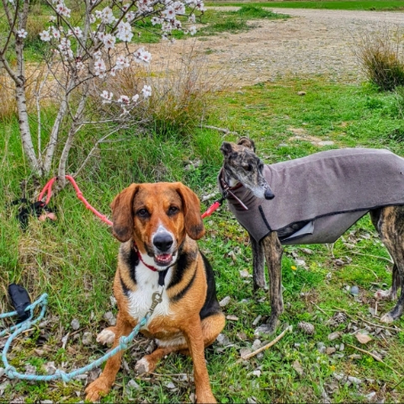 Luna y Dana