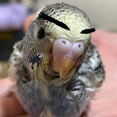 セキセイインコ「うたちゃんの日常！」アイコン画像