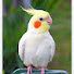XArVvSvXDpc-channel-avatar-The Cockatiel Corner
