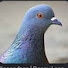 emYCgurUjxE-channel-avatar-Arsel Pigeon Point