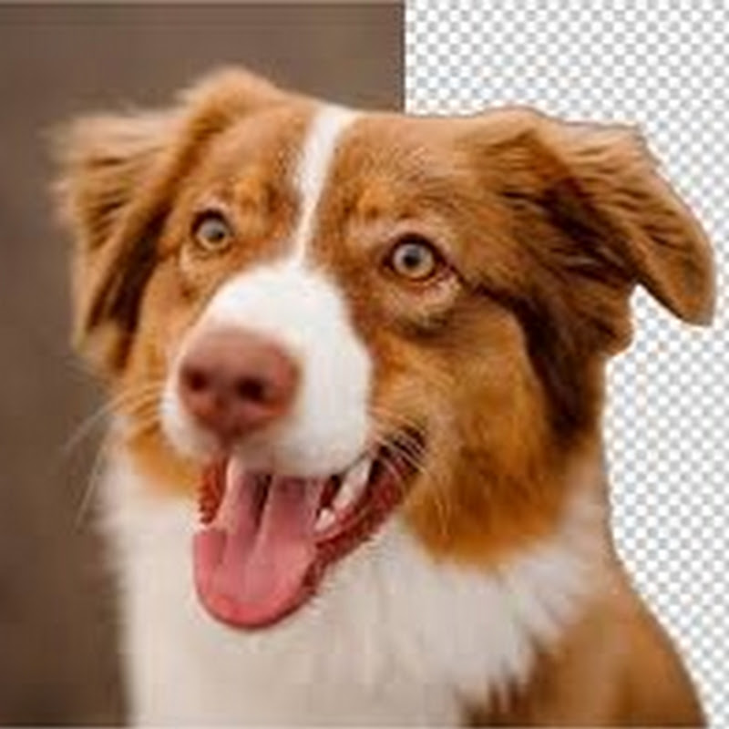 Hire mobilegraphy — Pet Product Reviews YouTube creator for sponsorships