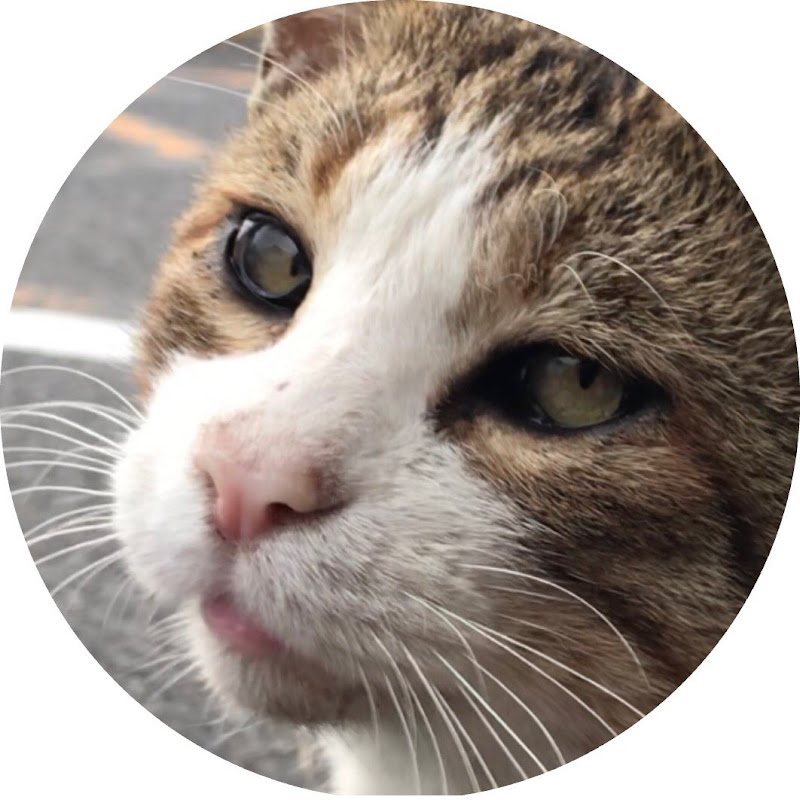 のらねこ家族