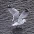 SgmlSpbQptg-channel-avatar-london_birds