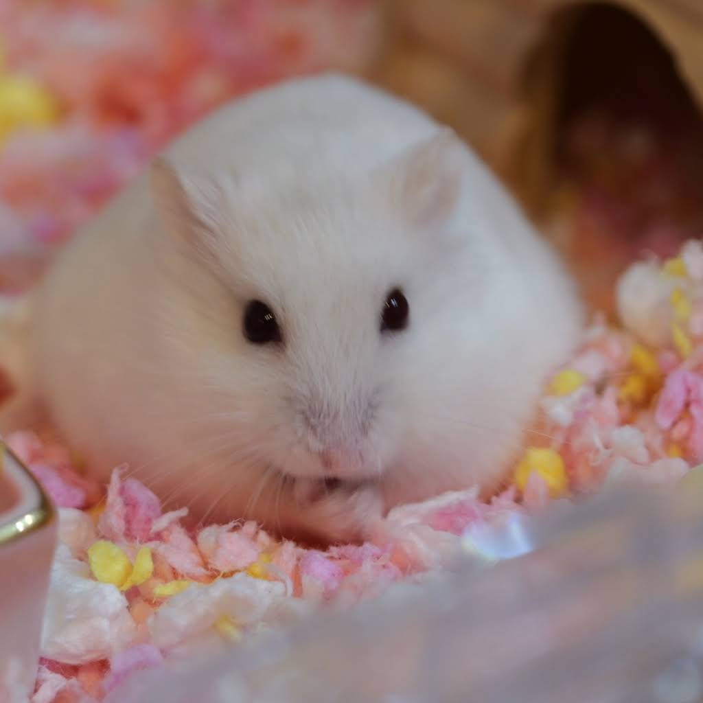 新品✨ハムスター飼育✨おまとめ５セット✨バラ売り不可✨説明あり これだけでOK！セット】5点 ハムスター 飼育セット・スターターセット
