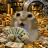 @straberrychan Avatar