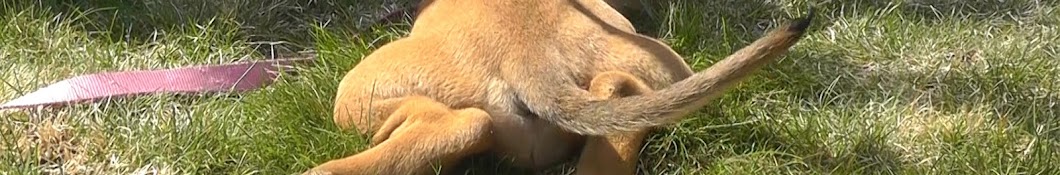 Tail of a Mastiff رمز قناة اليوتيوب